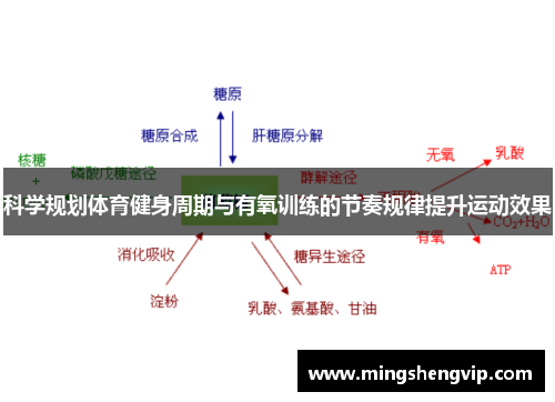 科学规划体育健身周期与有氧训练的节奏规律提升运动效果