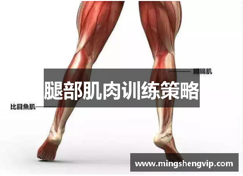 腿部肌肉训练策略